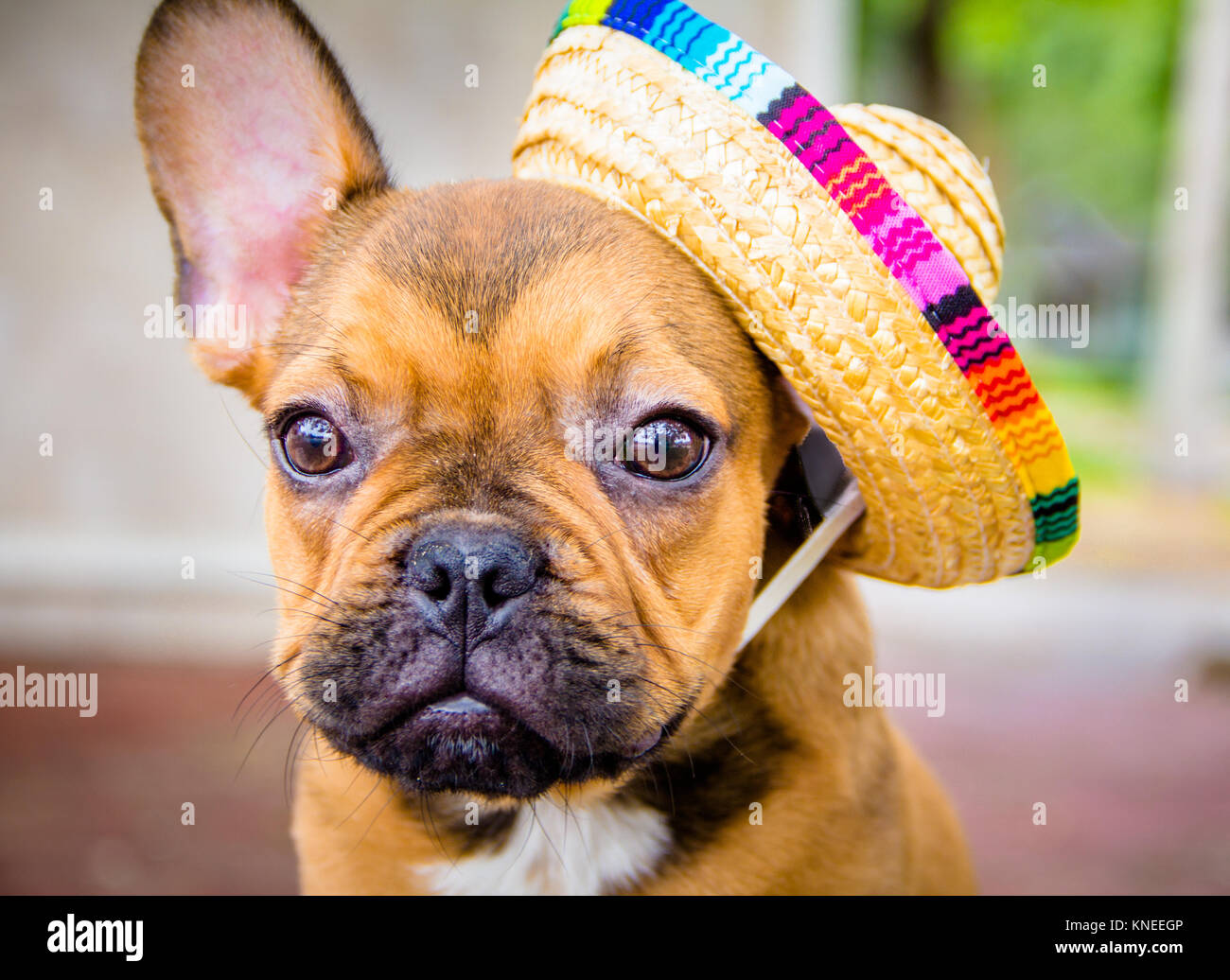 Französische Bulldogge trägt einen Strohhut Stockfoto