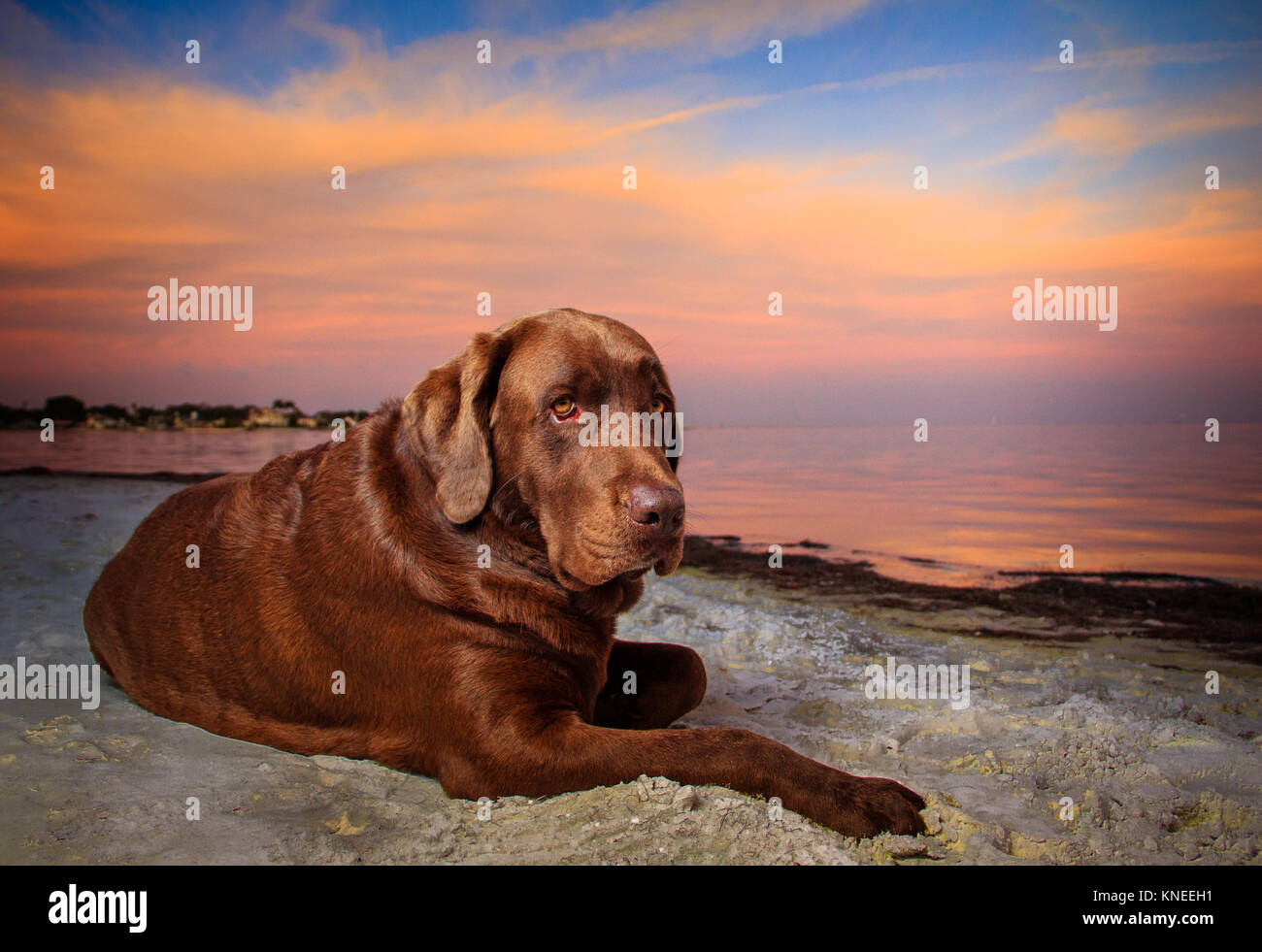 Chocolate Labrador Hund liegend am Strand Stockfoto