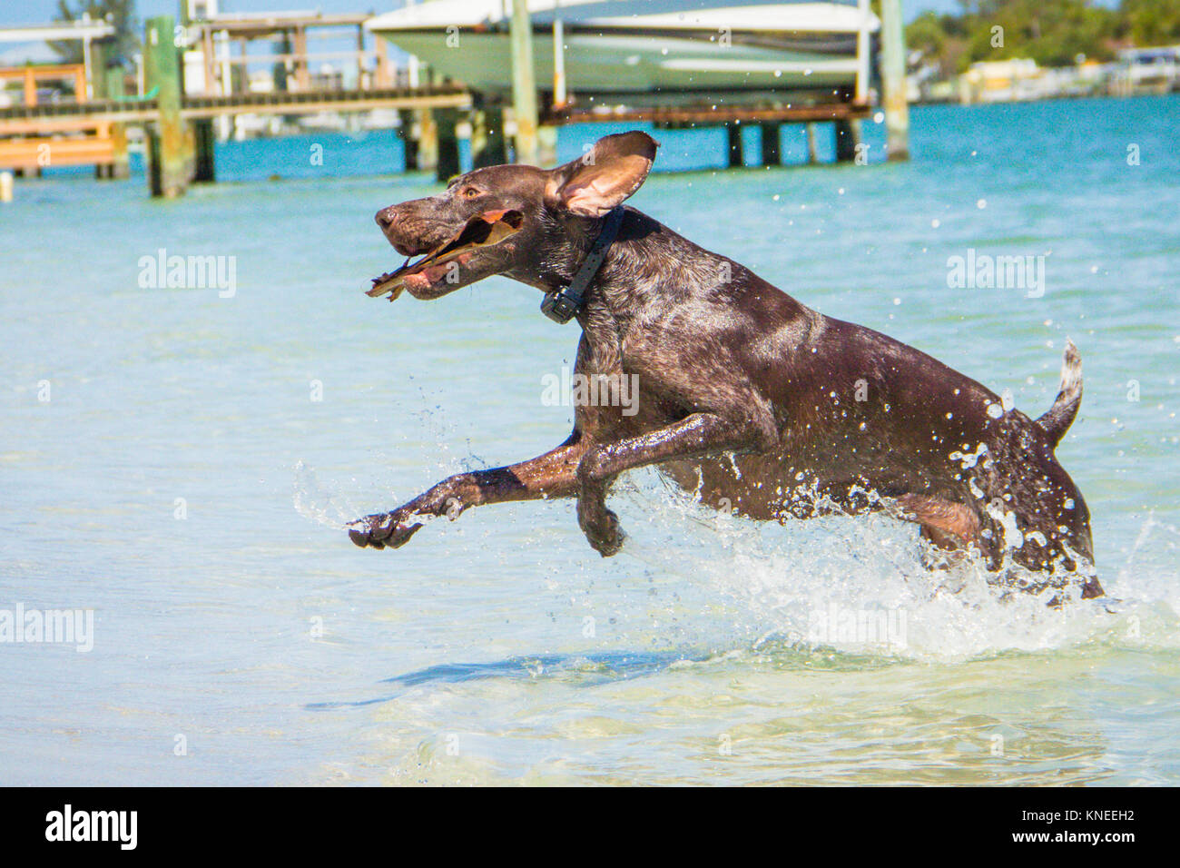 Deutsch Kurzhaar Pointer Hund läuft im Ocean Surf mit einem Stock Stockfoto