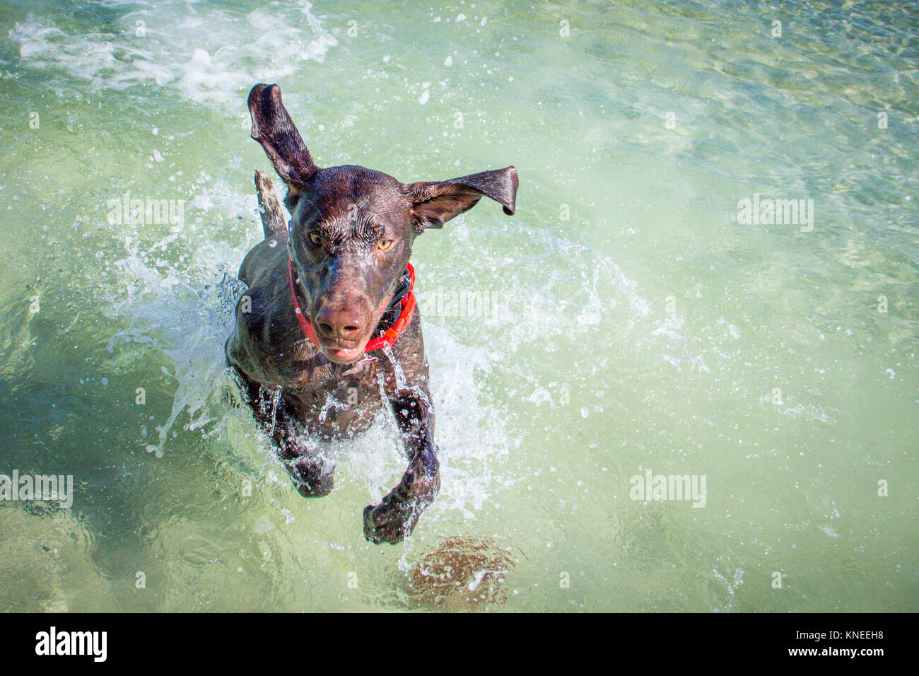 Deutsch Kurzhaar Pointer Hund läuft im Ocean Surf Stockfoto