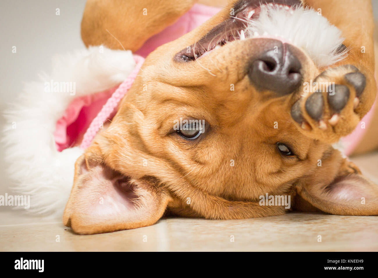 Die amerikanische Grube Stier Terrier Welpe liegend auf seinem Rücken trägt eine Jacke mit einem gefälschten Pelz Haube Stockfoto