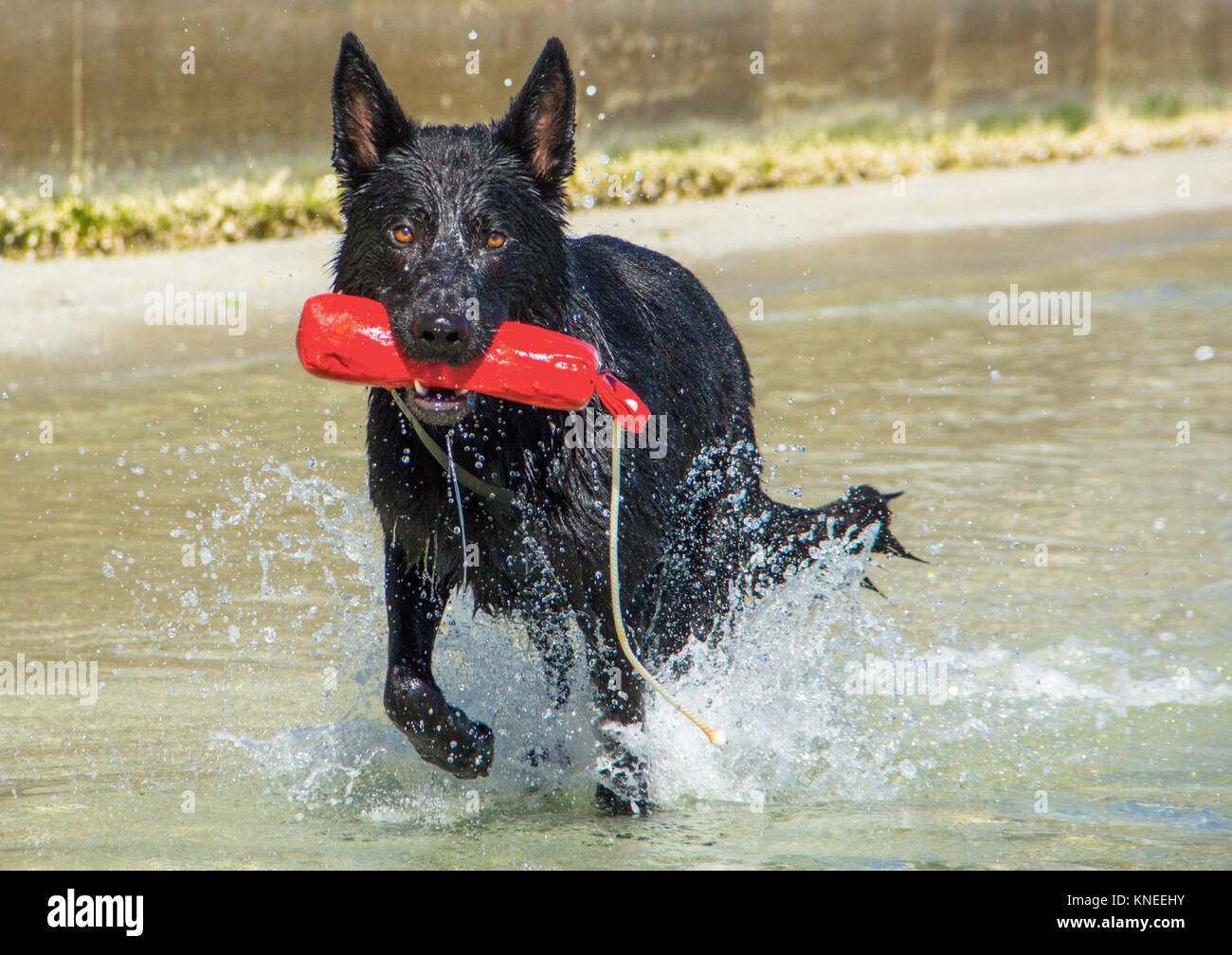 Deutscher Schäferhund, die in der Brandung mit einem Kunststoff Spielzeug Stockfoto