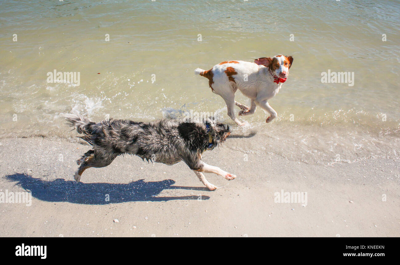 Miniatur Australien Shepherd Dog und Brittany Spaniel hund laufen am Strand entlang Stockfoto