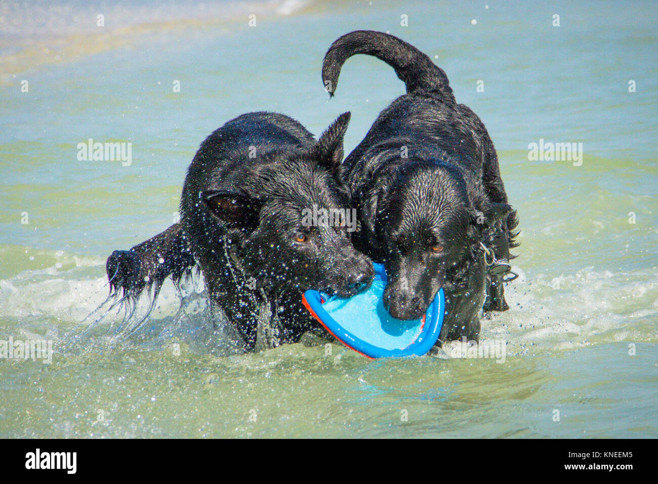 Deutscher Schäferhund und Labrador Hund spielen im Meer mit einem Kunststoff Frisbee Spielzeug Stockfoto