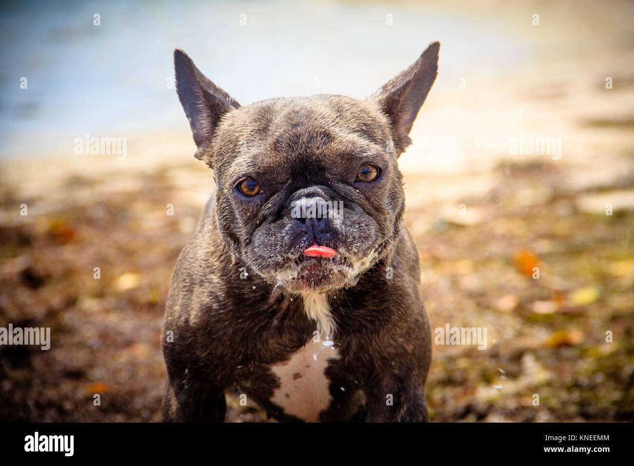 Französische Bulldogge stehend am Strand Stockfoto