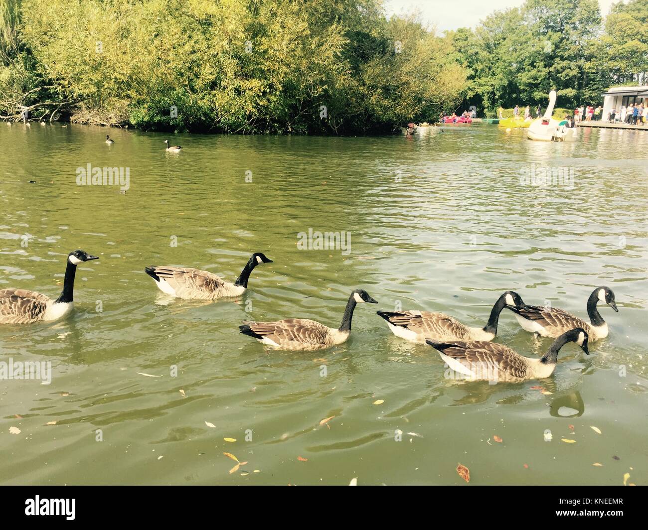 Gänse schwimmen in einem Teich, London, England, Vereinigtes Königreich Stockfoto
