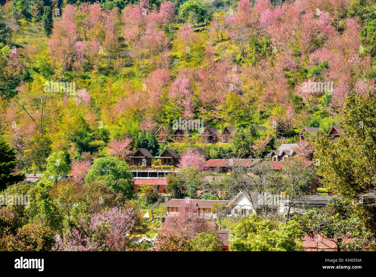 Luftaufnahme von Sakura Kirschblüte, Japan Stockfoto