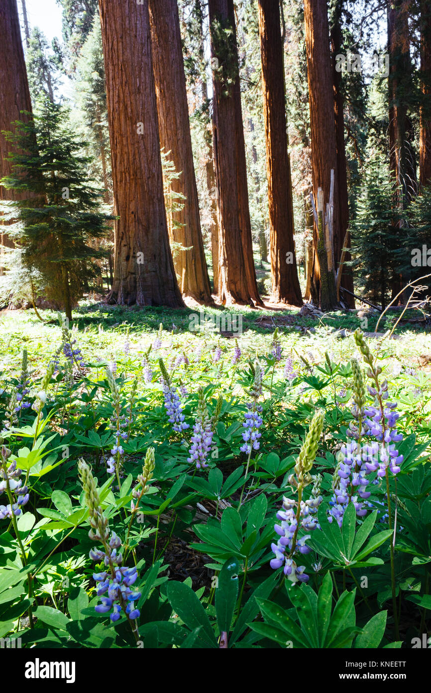 Lupine blüht in Giant Sequoia Forest, California, USA Stockfoto