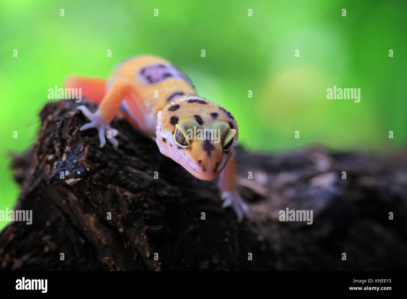 Porträt einer Gecko Eidechse Stockfoto