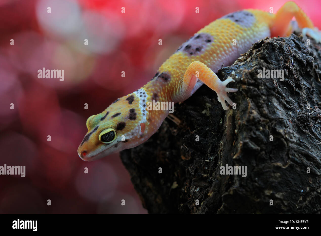 Porträt einer Gecko Eidechse Stockfoto