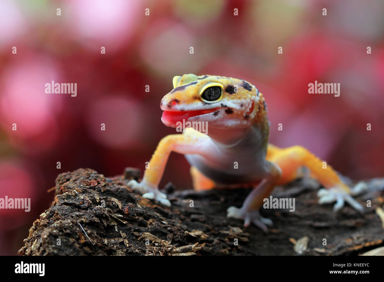 Rote eidechse -Fotos und -Bildmaterial in hoher Auflösung – Alamy