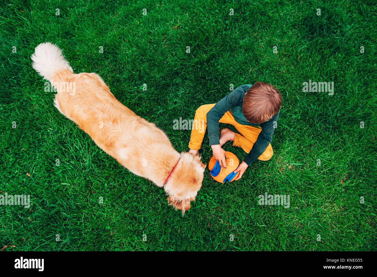 Ansicht von oben ein Junge sitzt auf der Wiese mit einem Ball spielen mit seinem Golden Retriever Hund Stockfoto