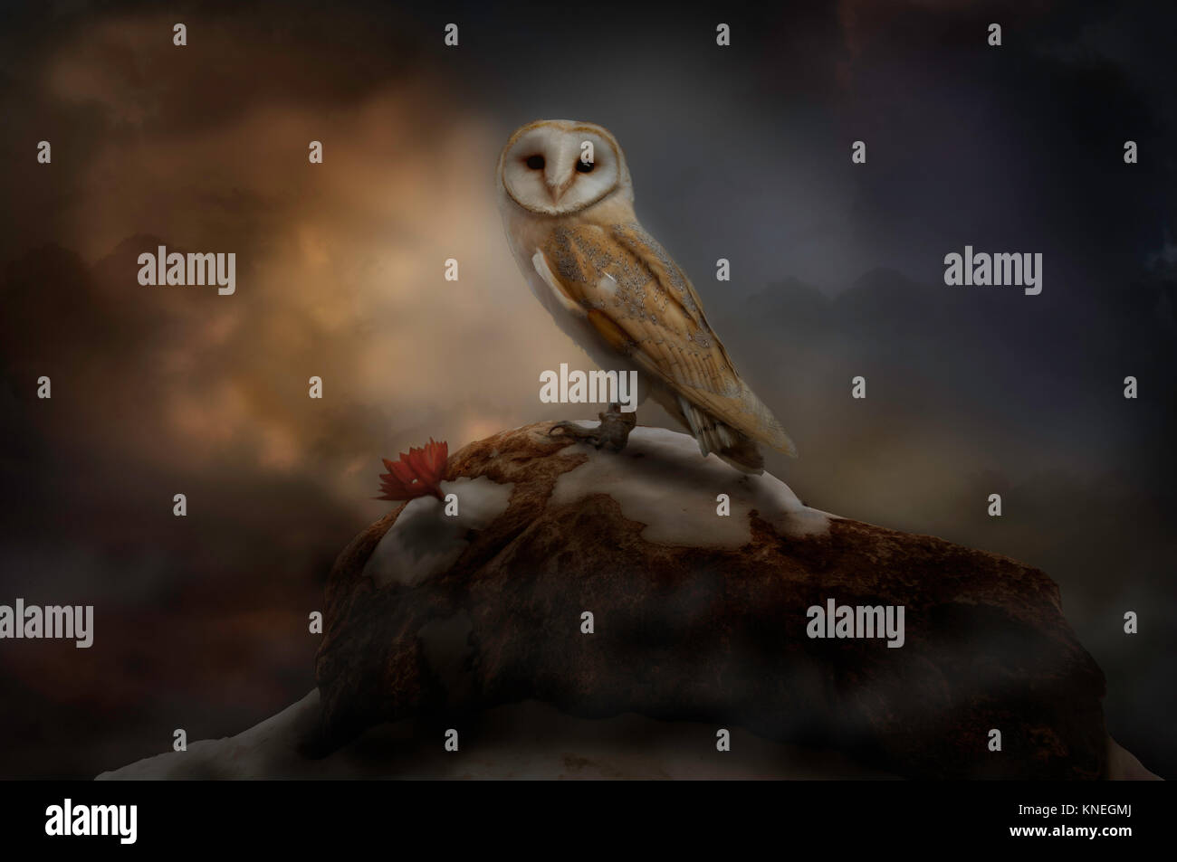 Schleiereule auf Rock die Bewachung der Blume mit dramatischen Hintergrund digitale Kunst Stockfoto