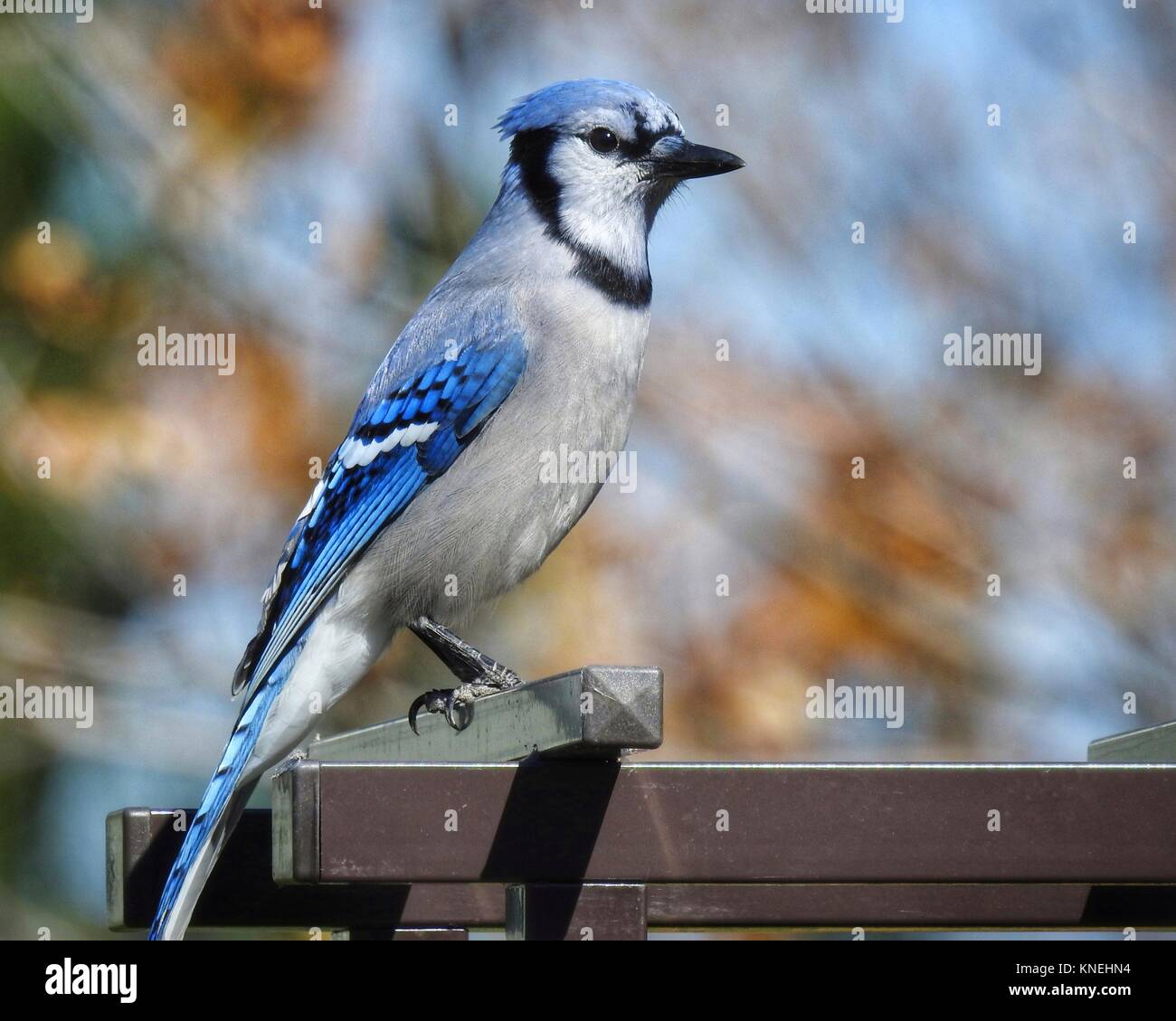 Bluejay Vogel auf einem Tisch, Colorado, USA Stockfoto