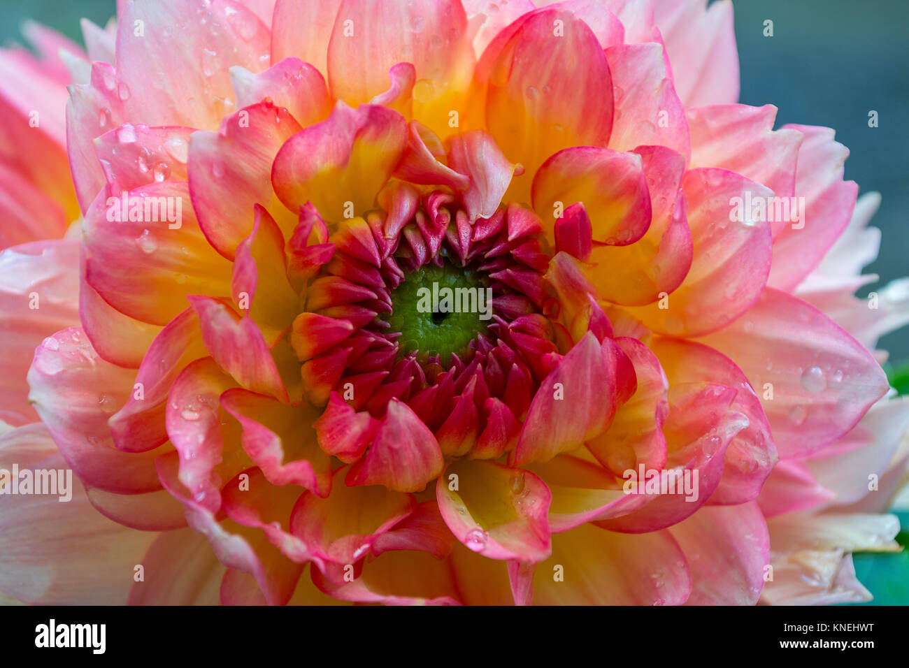 Nahaufnahme eines Kaktus Typ Dahlie Blüte mit Wassertropfen Stockfoto