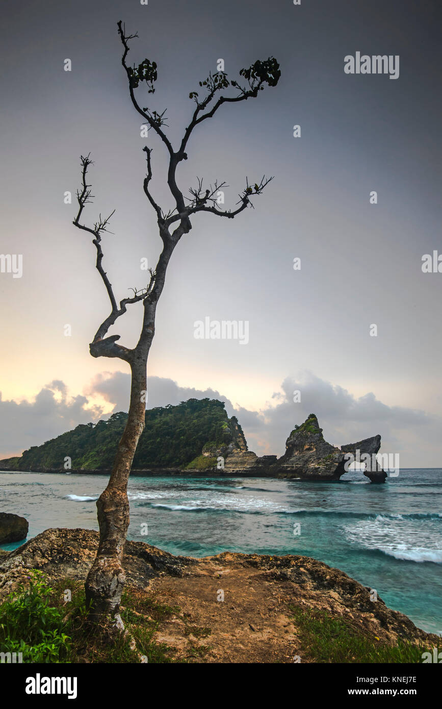 Baum auf Atuh Strand, Bali, Indonesien Stockfoto