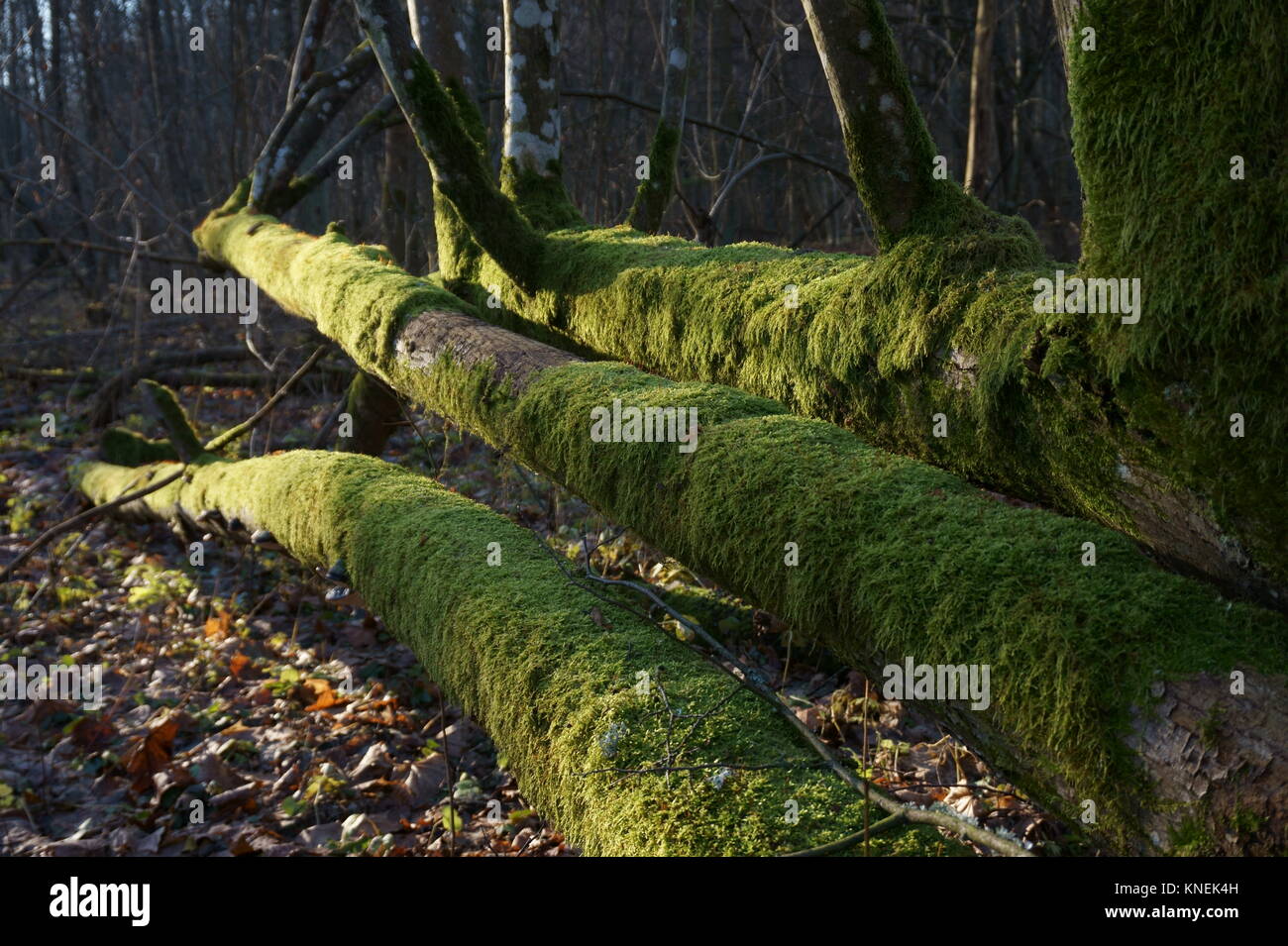 Baumstamm von üppigen grünen Moos im herbstlichen Wald bedeckt mit trockenen Blätter auf dem Boden. Stockfoto