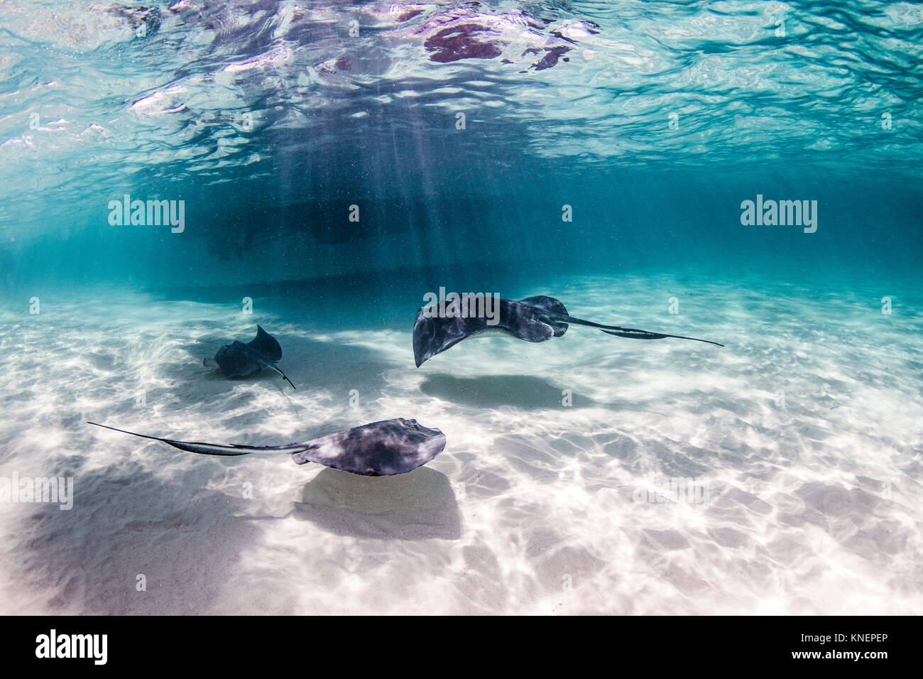 Rochen schwimmen in der Nähe des Meeresbodens Stockfoto