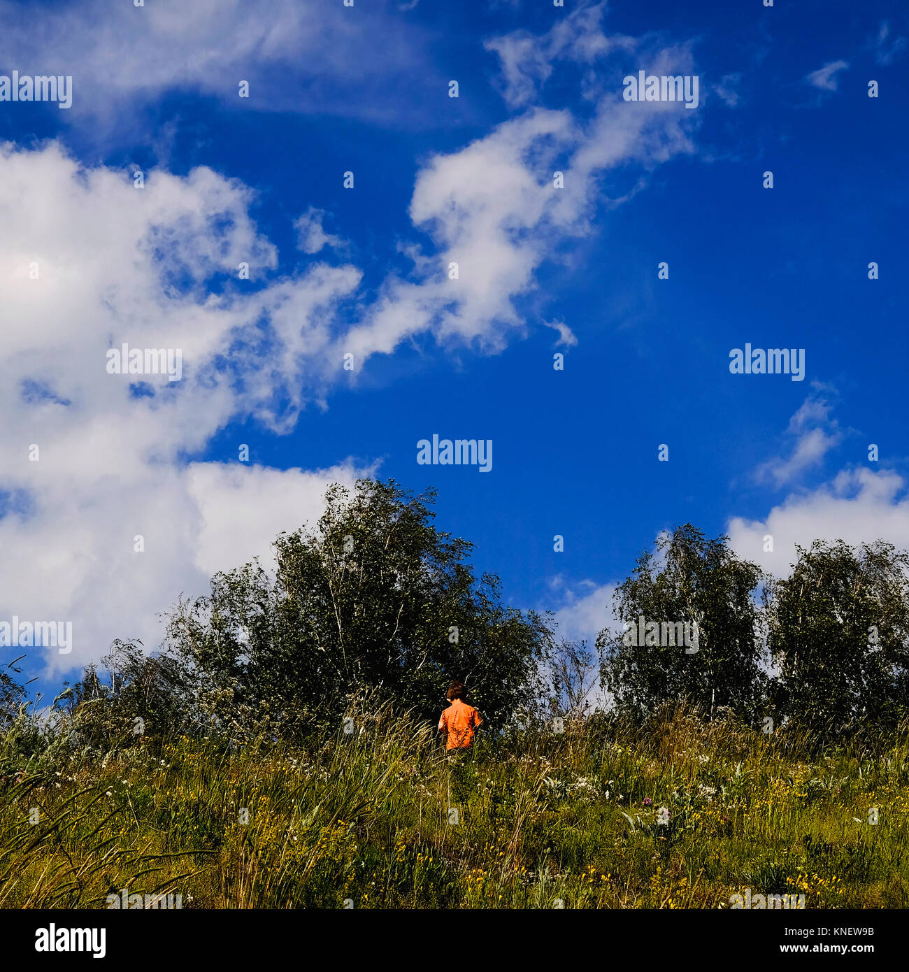 Junge Spaziergang durch Feld, Rückansicht, Ural, Tscheljabinsk, Russland, Europa Stockfoto