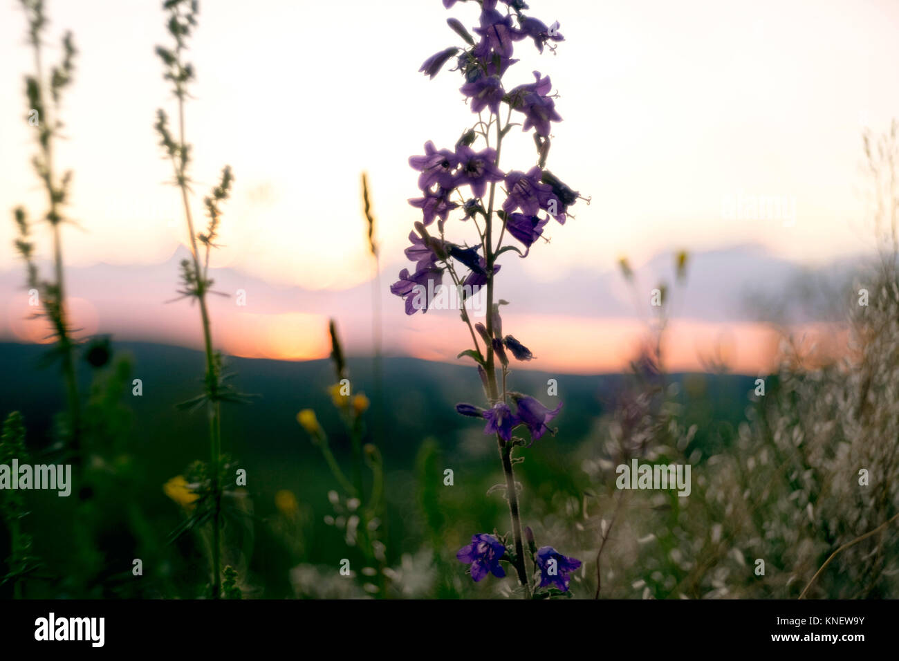 Malerische ländliche Aussicht, wilde Blumen wachsen im Vordergrund, Ural, Tscheljabinsk, Russland, Europa Stockfoto