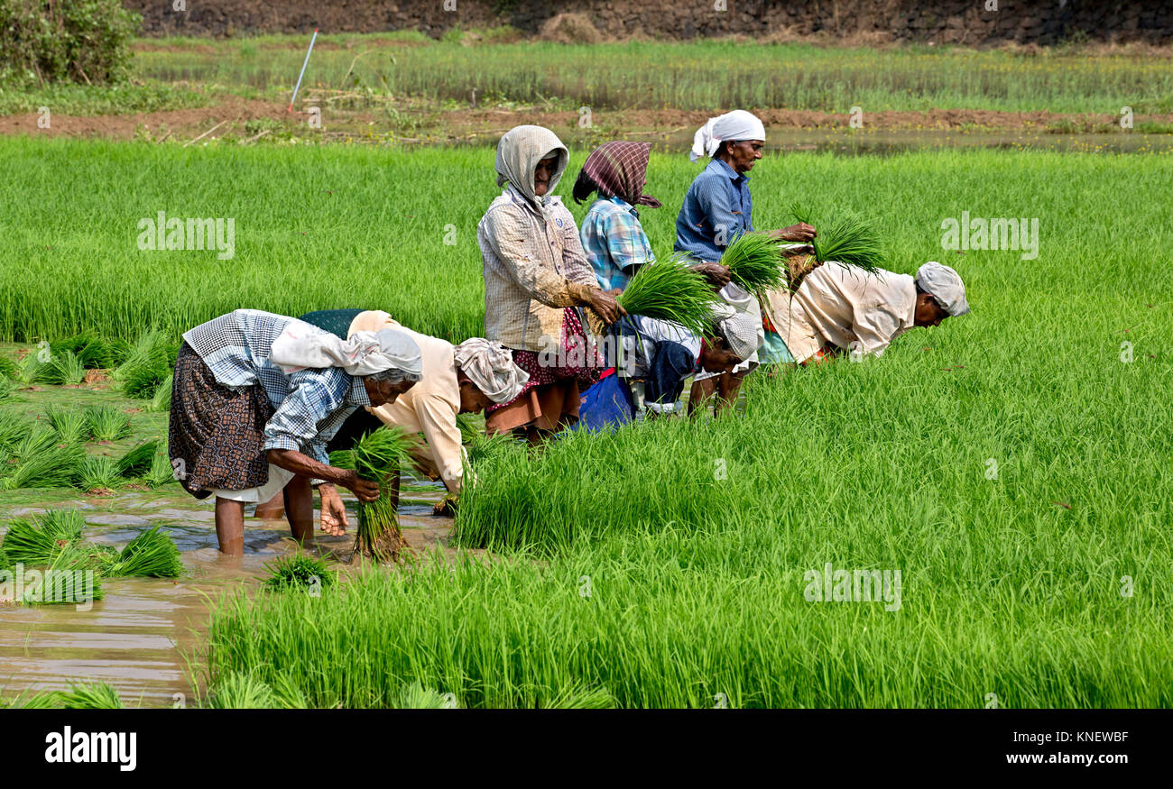 Arbeiterinnen arbeiten auf dem Reisfeld Felder in Kerala, Südindien
