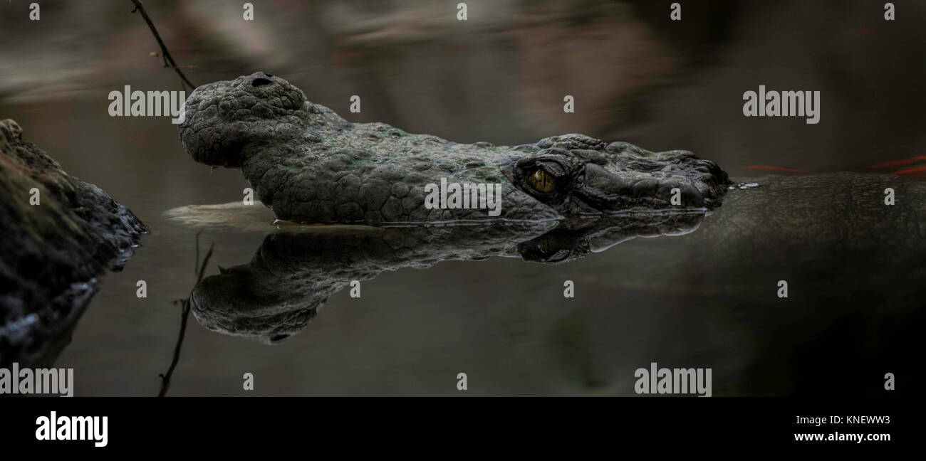 In Gefangenschaft gehaltenen Tiere Stockfoto