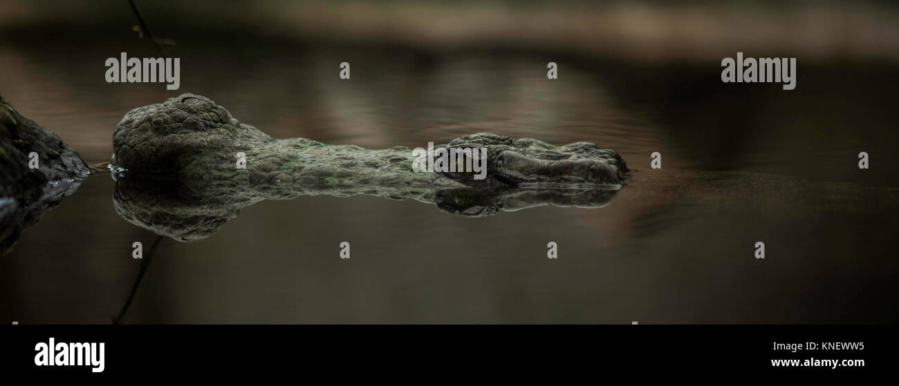 In Gefangenschaft gehaltenen Tiere Stockfoto
