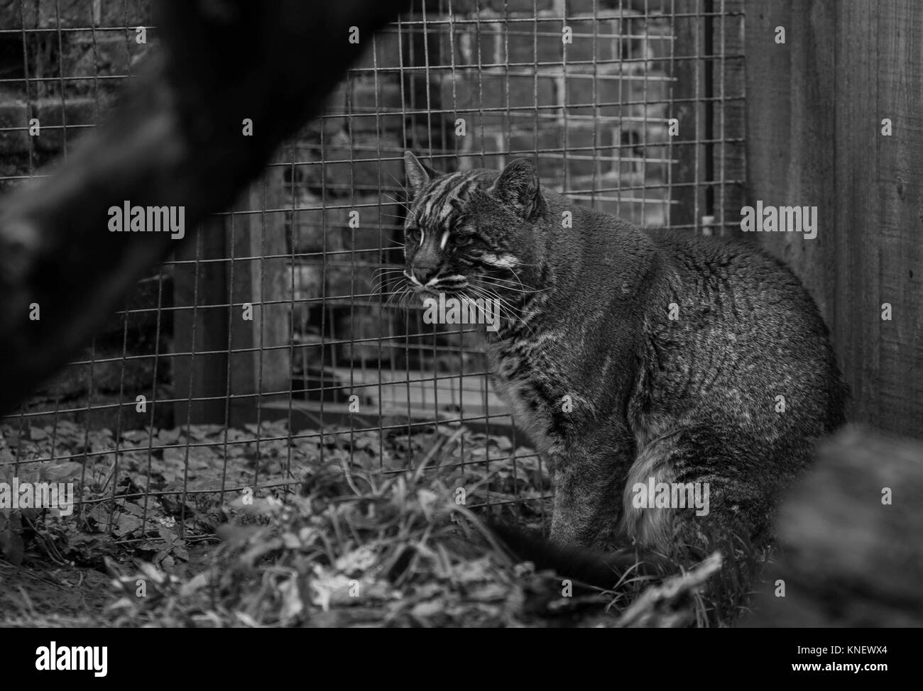 In Gefangenschaft gehaltenen Tiere Stockfoto