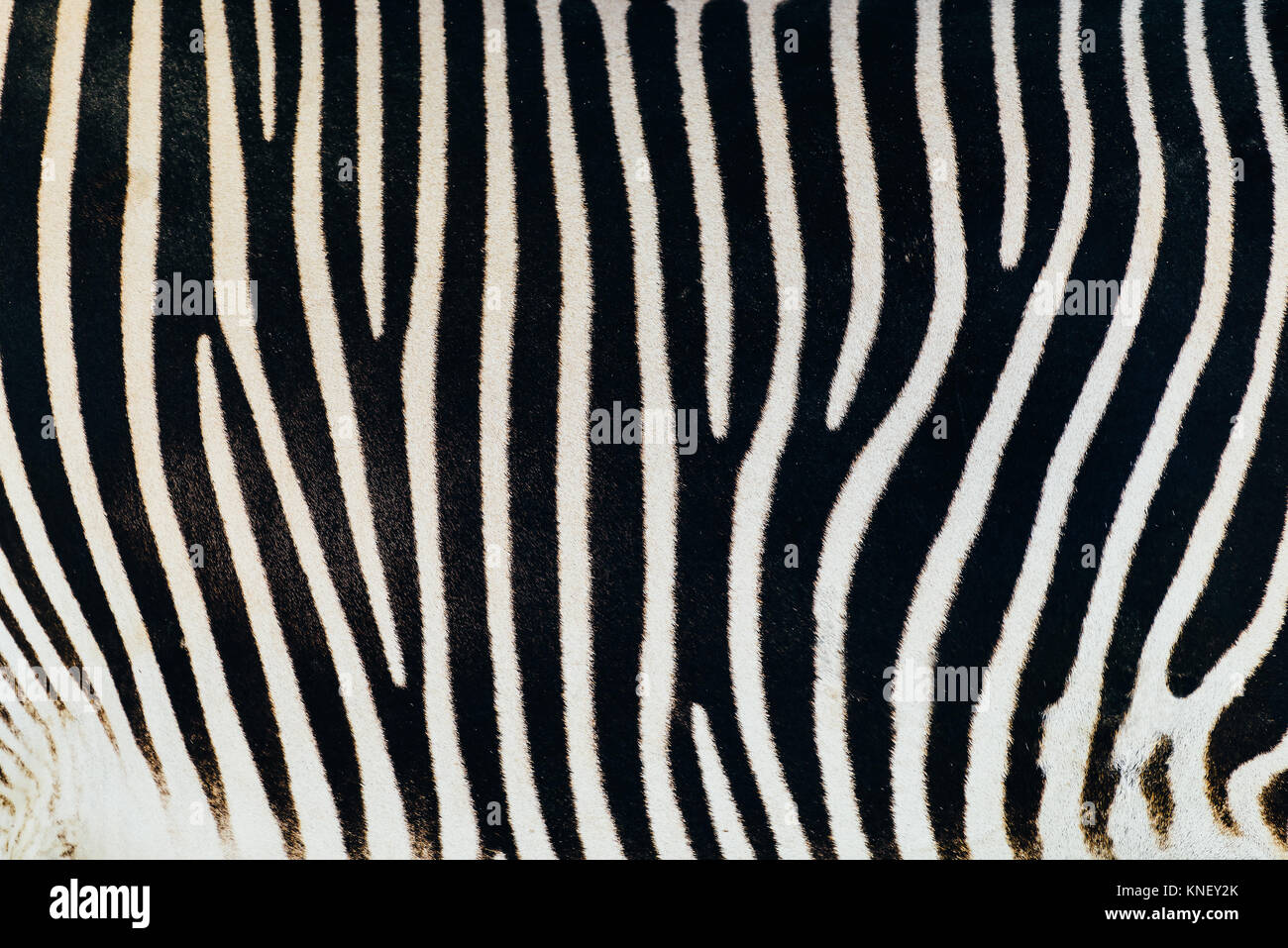 Schwarz / weiß Zebra Haut Textur Stockfoto
