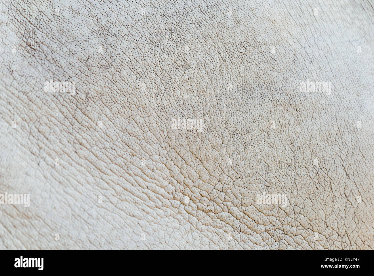 Nashorn Haut Textur Stockfoto
