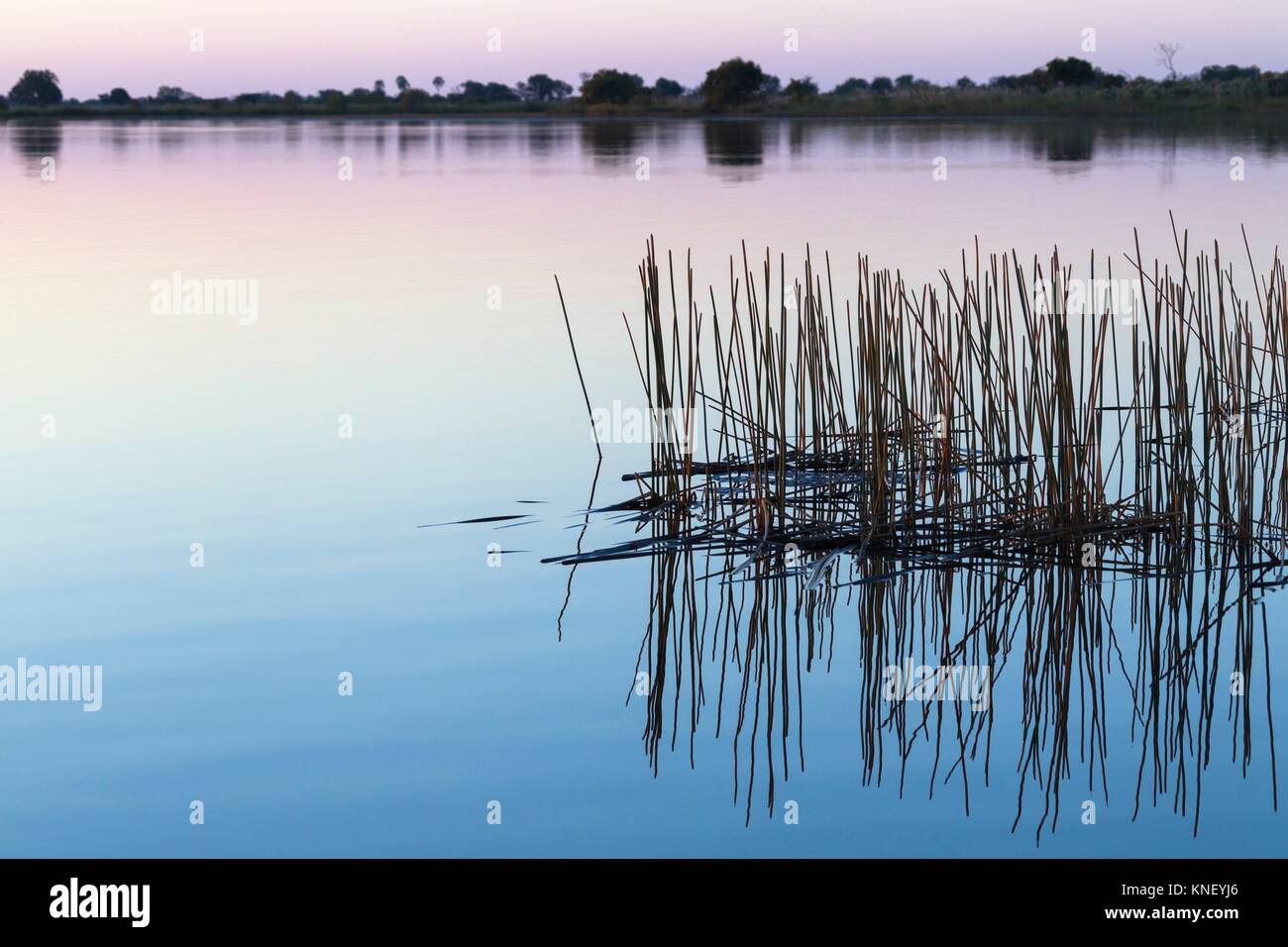 Schilf im Okavango River, Okavango Delta, Botswana, Afrika wider. Stockfoto