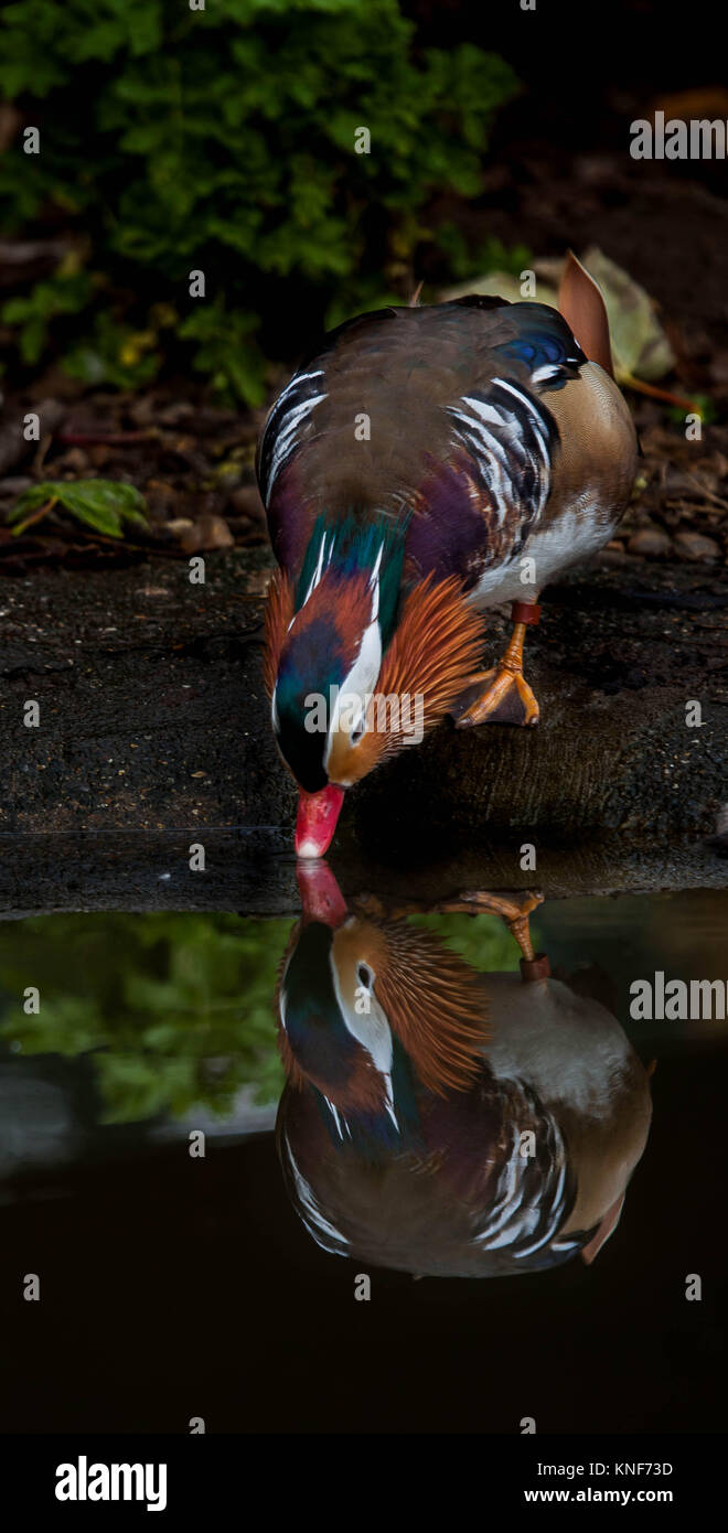In Gefangenschaft gehaltenen Tiere Stockfoto