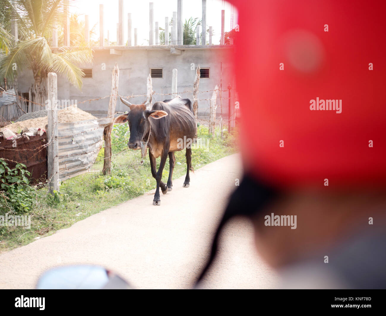 Kuh wandern in Street, Sri Lanka Stockfoto