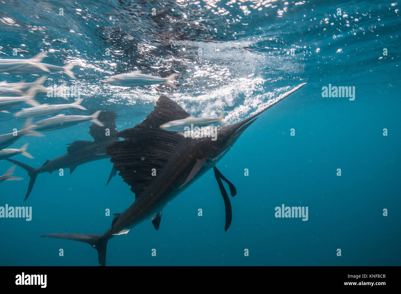 Sailfish Jagd Sardine baitballs in der Nähe der Oberfläche Stockfoto