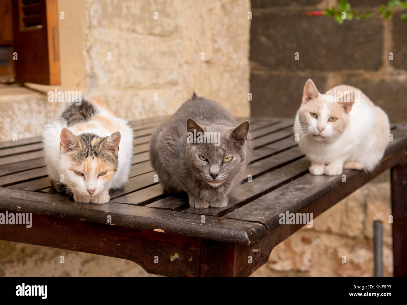 3 Katzen sitzen auf einem Tisch, Griechenland Stockfoto