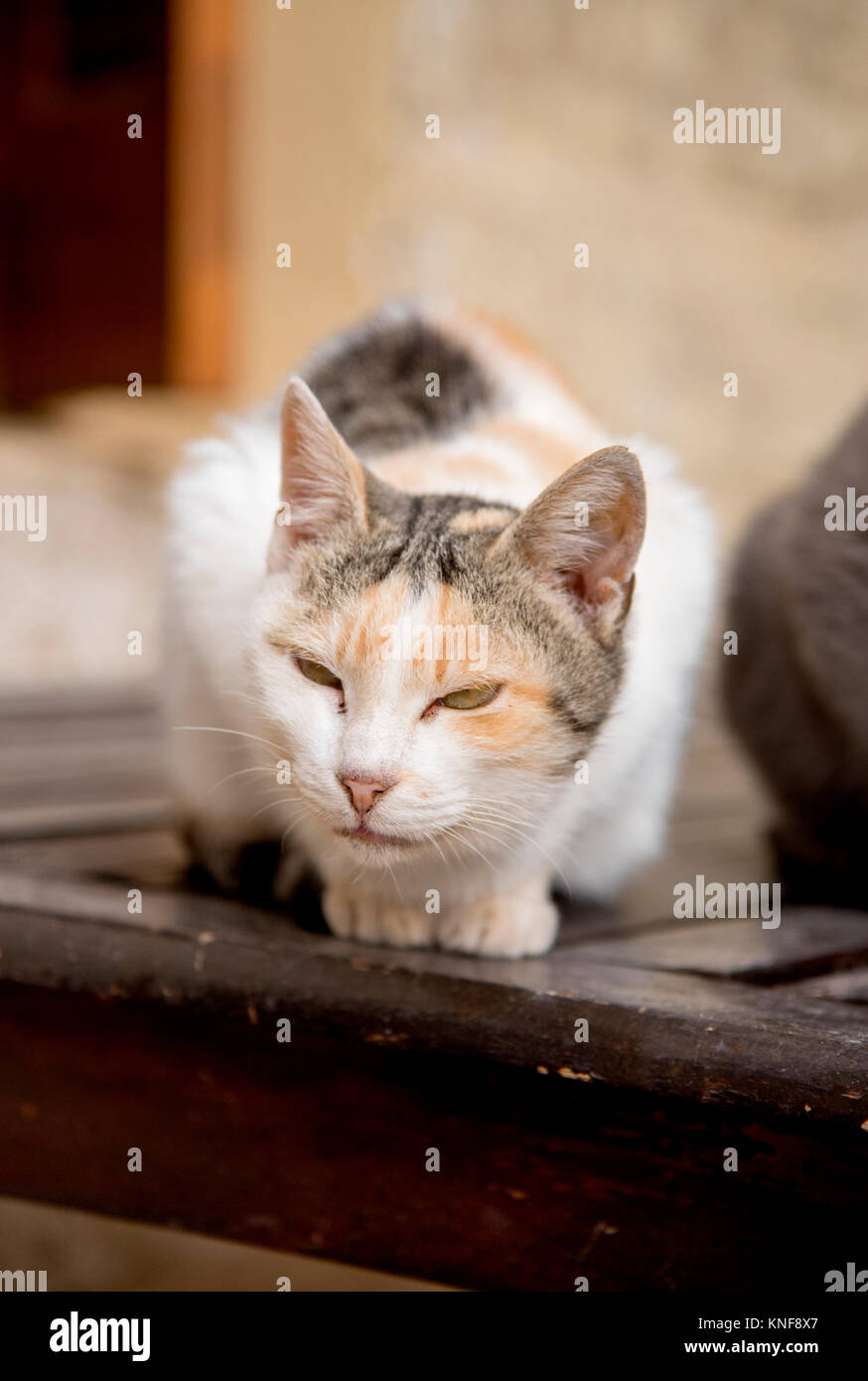 Katze sitzt auf einem Tisch, Griechenland Stockfoto
