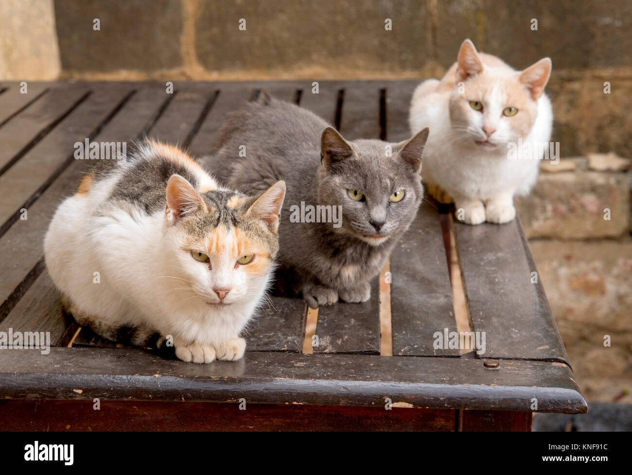 3 Katzen sitzen auf einem Tisch, Griechenland Stockfoto