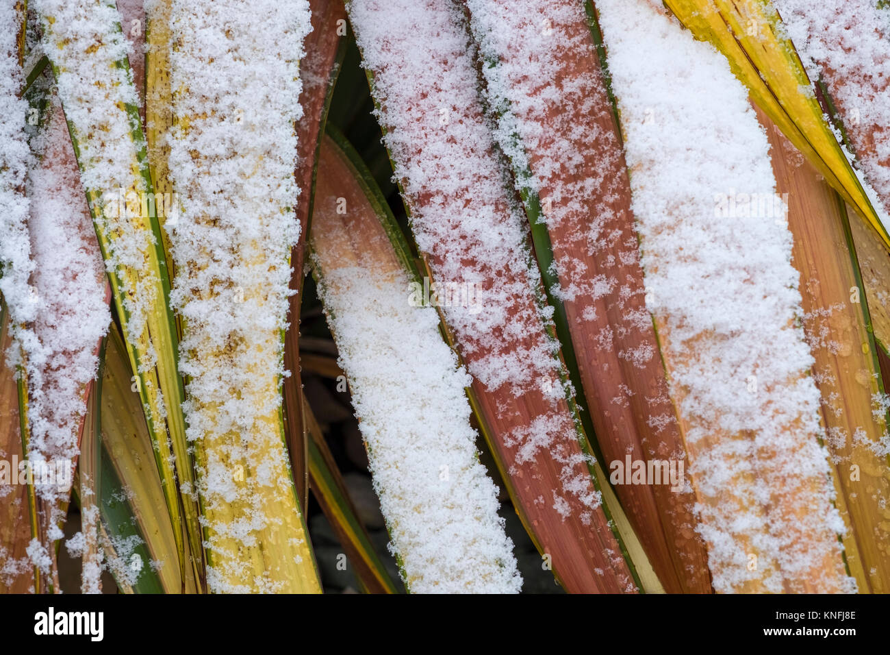 Bunte Blätter Phormium Jester Flachs in schneereichen Winter, England, Großbritannien Stockfoto