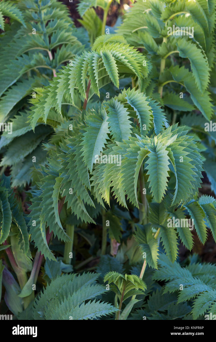 Melianthus großen Stockfoto