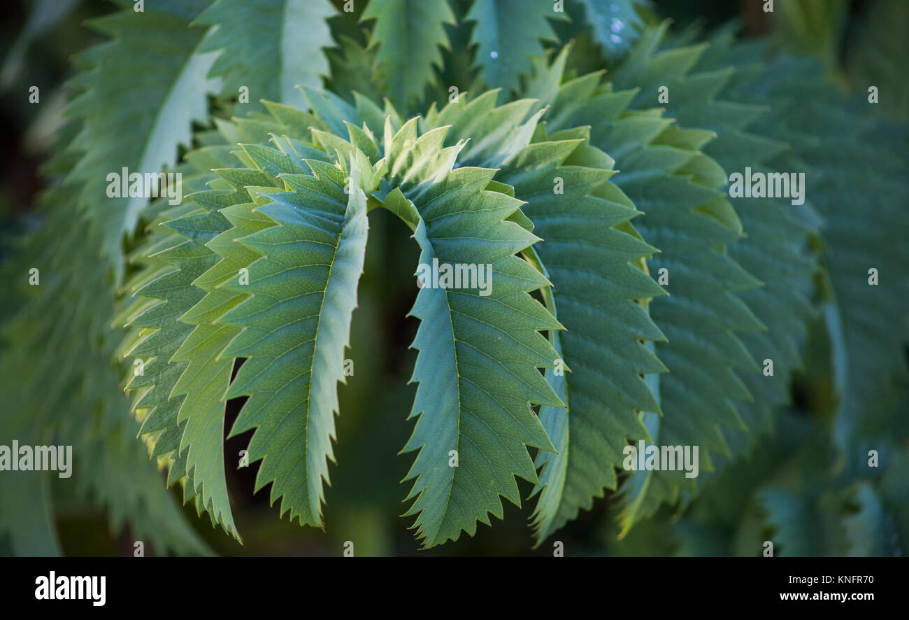 Melianthus großen Stockfoto