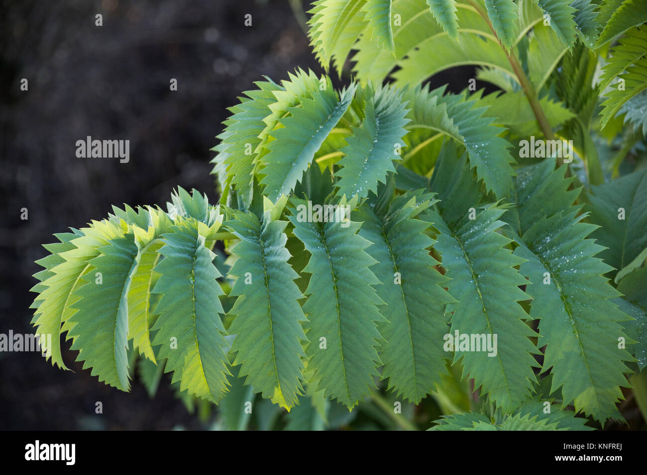 Melianthus großen Stockfoto