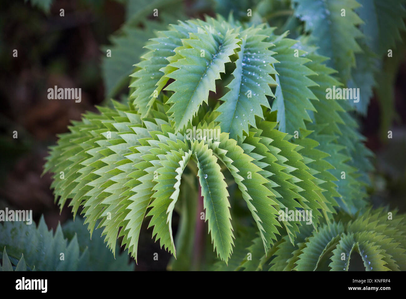 Melianthus großen Stockfoto