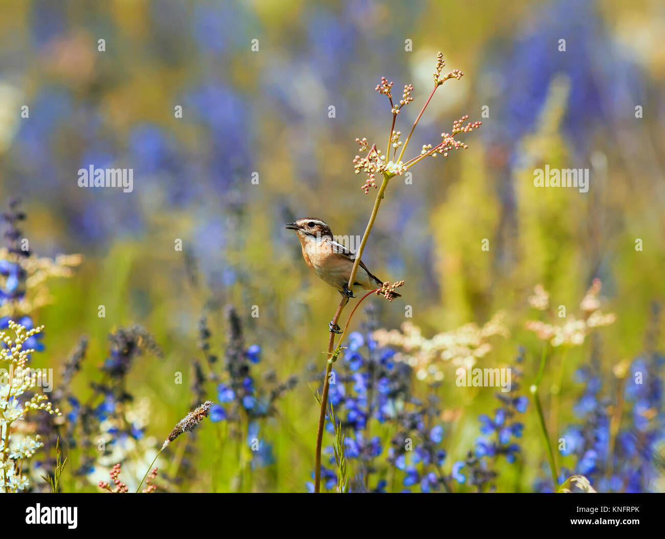Vogel Braunkehlchen sitzen unter dem Gras und Blumen auf der Sommerwiese Stockfoto