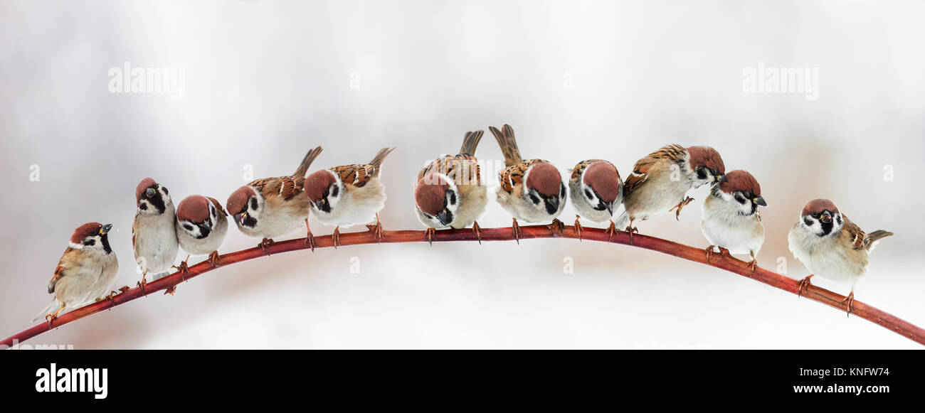 Pack eine Menge lustige kleine Vögel Spatzen sitzen auf einem Ast im Wintergarten, Gebuckelt Stockfoto
