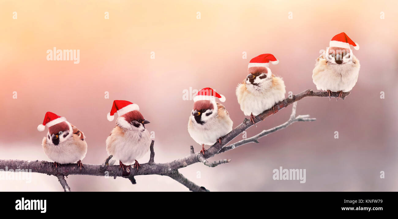 Fünf süße kleine Birdies sitzen in einem Spaß Weihnachten Hüte auf einem Zweig im Winter, sonniger Garten Stockfoto
