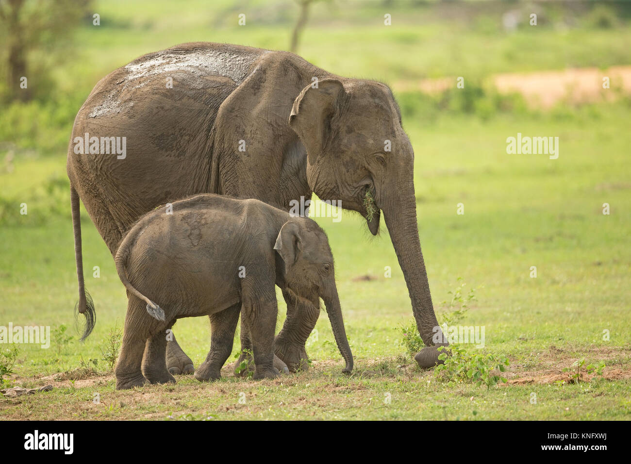 The sri lankan elephant elephas maximus maximus Fotos und