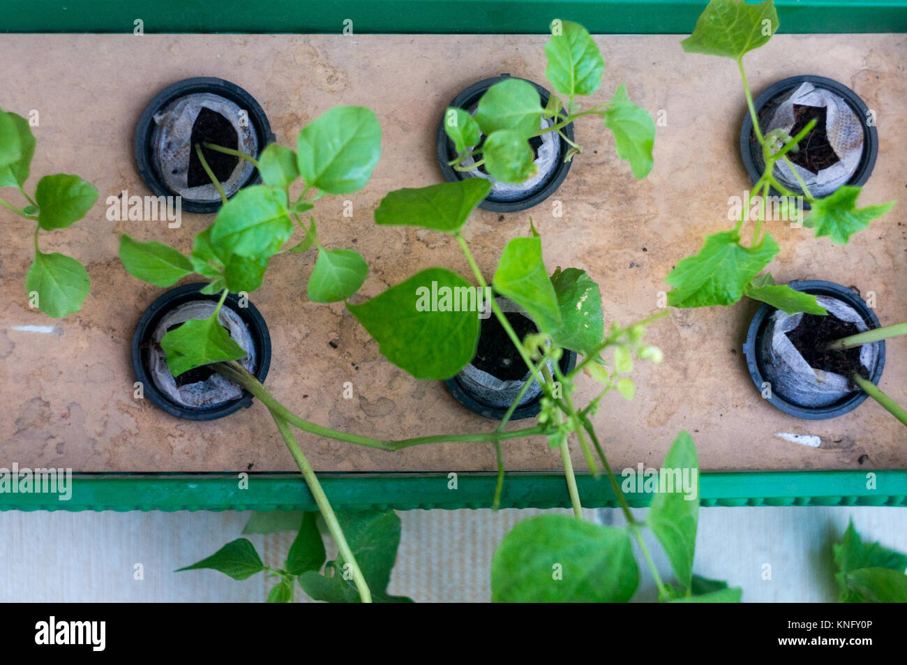 Sechs Pflanzen in Töpfen und Coco Brick hydroponics System wächst Stockfoto