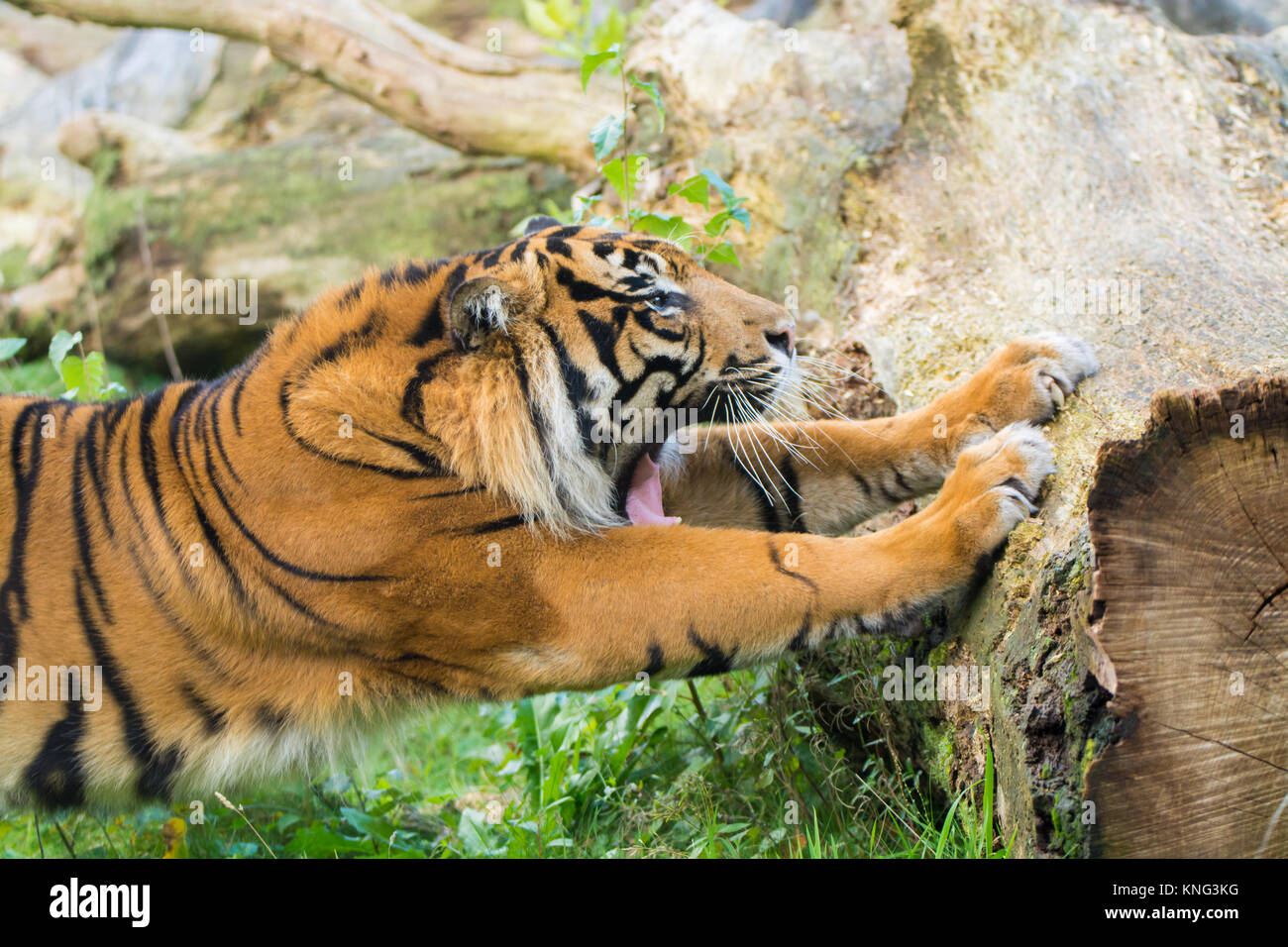 Tiger (Panthera tigris) ist die größte Katze Arten, die meisten erkennbaren für ihre Muster der dunkle vertikale Streifen auf rötlich-orange Fell mit einem Feuerzeug Stockfoto