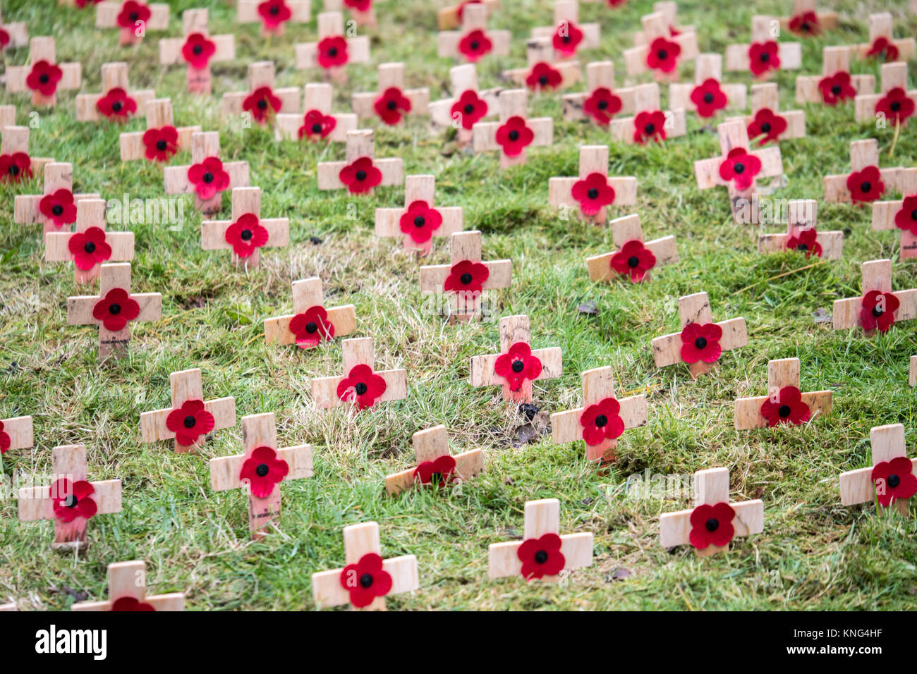 Armistice Day Mohnblumen auf kleinen hölzernen Kreuzen. England. UK. Stockfoto