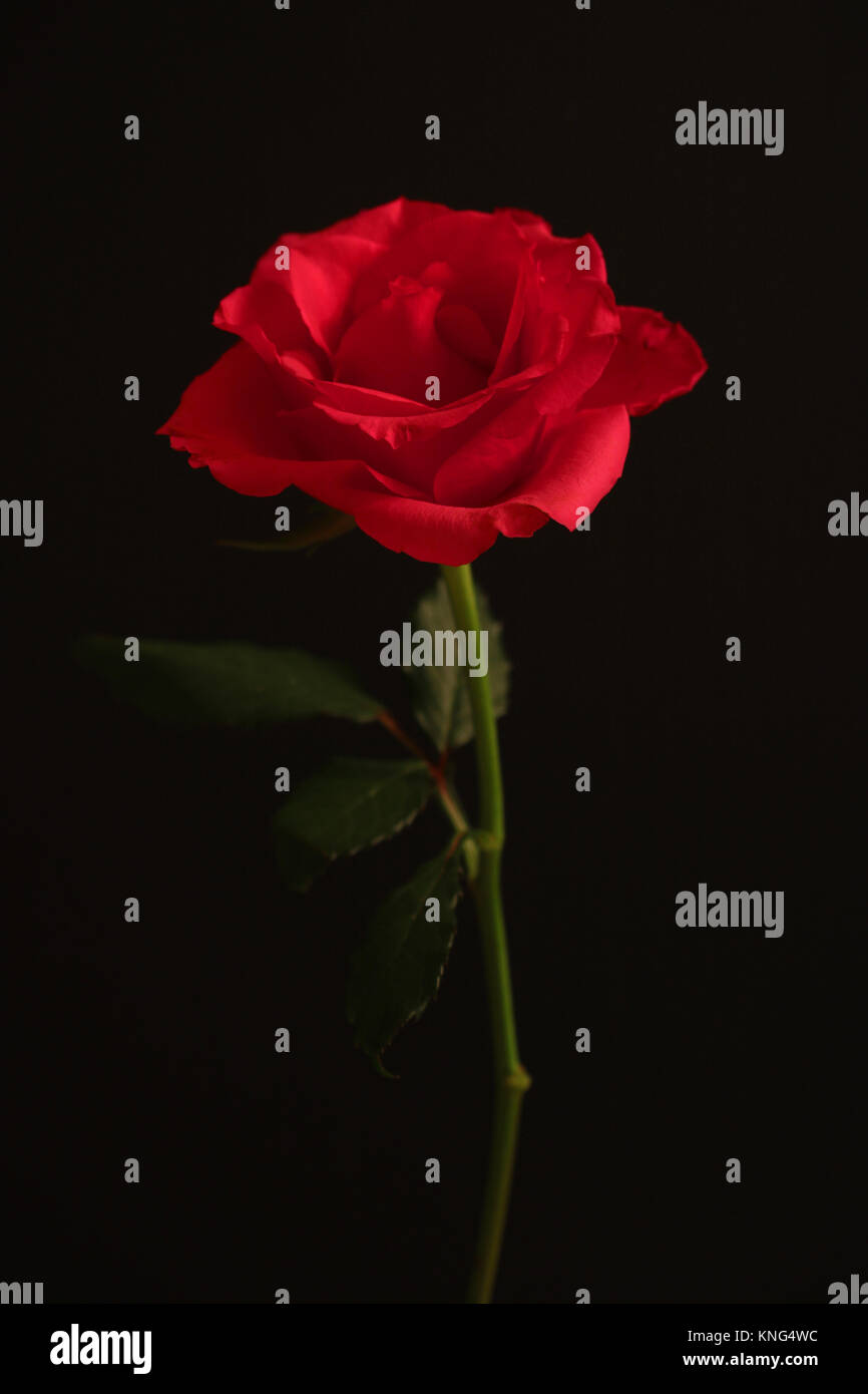 Red Rose auf schwarzem Hintergrund einstellen Stockfoto